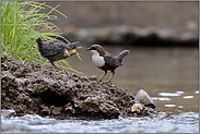 alles Betteln hilft nicht... Wasseramsel *Cinclus cinclus*, Fütterungsverhalten