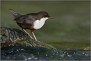 am rauschenden Bach... Wasseramsel *Cinclus cinclus* im besten Licht