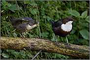 Fütterungsverhalten... Wasseramsel *Cinclus cinclus*, Altvogel gemeinsam mit Jungvogel