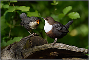 Erziehungsmethoden... Wasseramsel *Cinclus cinclus*, Altvogel verweigert dem Jungvogel die Fütterung