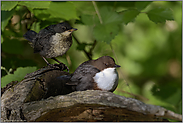 gemeinsam... Wasseramsel *Cinclus cinclus*, Jungvogel mit Altvogel