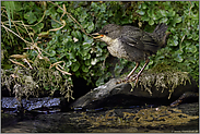 gut d'rauf... Wasseramsel *Cinclus cinclus*, gerade eben flügges Küken