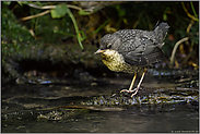 Angst vor nassen Füßen... Wasseramsel *Cinclus cinclus*, Jungvogel bei den ersten Schritten in die Selbstständigkeit