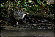 verborgen am Gewässerrand... Wasseramsel *Cinclus cinclus*, wenig auffälliger Jungvogel