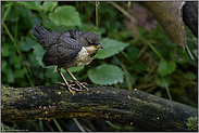 kleiner Vogel, was nun... Wasseramsel *Cinclus cinclus*, Jungvogel