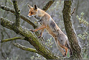 auf Ausschau... Rotfuchs *Vulpes vulpes* klettert im Baum