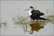 hudernd... Stelzenläufer *Himantopus himantopus*