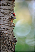 Jungvogel vor dem Ausflug... Buntspecht *Dendrocopos major*