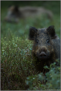 Neugierde... Wildschwein *Sus scrofa*