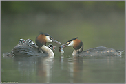 Gourmethappen... Haubentaucher *Podiceps cristatus*