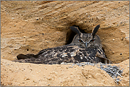 Federohren... Europäischer Uhu *Bubo bubo*, Europas größte Ohreule