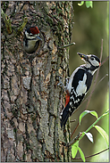 erwartungsvoll... Buntspecht *Dendrocopos major*, Jungvogel wird von Altvogel gefüttert