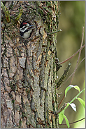 Bettelrufe im Auwald... Buntspecht *Dendrocopos major*, Jungvogel bettelt um Futter