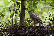 energisch... Sperber *Accipiter nisus* warnt am Nest