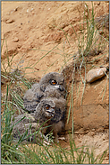 bei Sommerhitze... Europäischer Uhu *Bubo bubo* hecheln, um Temperaturausgleich zu erhalten