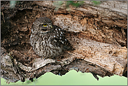 im Tagesversteck... Steinkauz *Athene noctua*, Altvogel