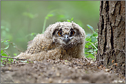 mitten im Wald... Europäischer Uhu *Bubo bubo*, junge Eule am Boden