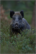 Blickkontakt... Wildschwein *Sus scrofa*