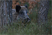 zwischen Bäumen... Wildschwein *Sus scrofa*