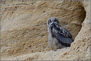 Hallo wach...  Europäischer Uhu *Bubo bubo*