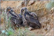 'n bisschen windschief... Europäischer Uhu *Bubo bubo*