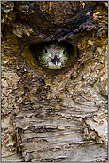stiller Beobachter... Grünspecht *Picus viridis*