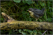 leise zwitschernd... Wasseramsel *Cinclus cinclus*, flügger Jungvogel