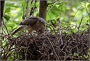 ein kleines Sperberlein... Sperber *Accipiter nisus*, Sperberweibchen füttert Jungvogel
