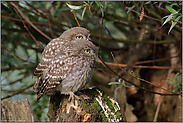 Doppelpack... Steinkauz *Athene noctua*, flügge Jungvögel