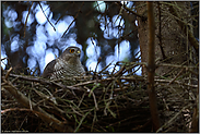 scharfer Blick... Sperberweibchen *Accipiter nisus* brütet in einer Fichte