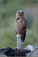 ein idealer Ansitz... Europäischer Uhu *Bubo bubo*, Jungvogel sitzt auf einem Laternenmast und ruft