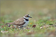 Nachwuchs... Sandregenpfeifer *Charadrius dubius* hudert Jungvogel