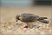 das große Fressen... Wanderfalke *Falco peregrinus*, Jungfalke, auch Rotfalke genannt