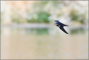 in schnellem Flug... Rauchschwalbe *Hirundo rustica* überfliegt Gewässer