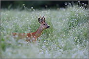 prüfend... Rehbock *Capreolus capreolus*