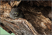 heimlich... Steinkauzästling *Athene noctua* im Tagesversteck