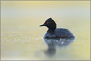 sanftes Licht... Schwarzhalstaucher *Podiceps nigricollis* im Sommerkleid