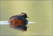 im Ausguck... Schwarzhalstaucher *Podiceps nigricollis* mit Küken