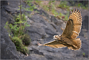 eine seltene Gelegenheit... Europäischer Uhu *Bubo bubo* bei Tageslicht im Flug