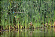 am Gewässerrand... Eisvogel *Alcedo atthis* im Schilf