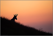 Ruhe am Abend... Gämse *Rupicapra rupicapra*, Silhouette im Abendrot