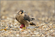 banger Blick... Wanderfalke *Falco peregrinus*, Jungfalke