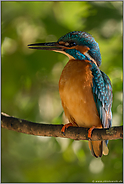 bunt schillernd... Eisvogel *Alcedo atthis*, adultes Männchen