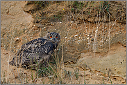 heimlich... Europäischer Uhu *Bubo bubo*, argwöhnischer Jungvogel