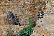 einer schläft, einer wacht... Europäischer Uhu *Bubo bubo* im Tagesversteck