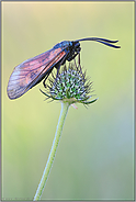 abgeflogen... Sechsfleck-Widderchen *Zygaena filipendulae*