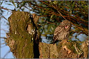 der Schreihals... Steinkauz *Athene noctua* verteigt seinen Sitzplatz