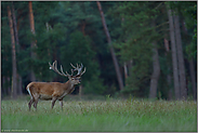 Kräfte sammeln... Rothirsch *Cervus elaphus* mit Bastgeweih in der Feistzeit