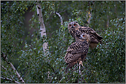 zwei gemeinsam in der Birke... Europäischer Uhu *Bubo bubo*