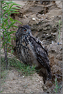 mit wachen Augen... Europäischer Uhu *Bubo bubo*